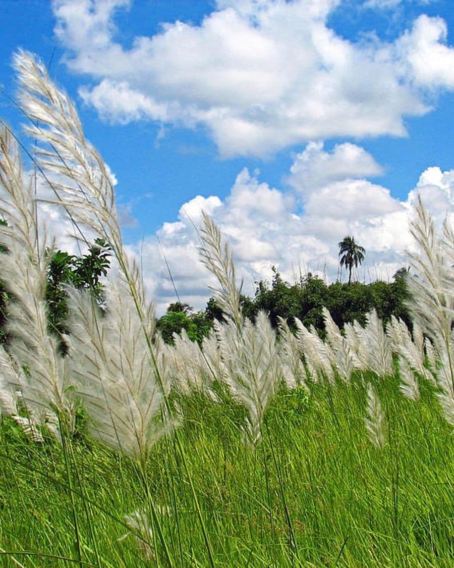 Kaash flowers swaying against an autumn sky